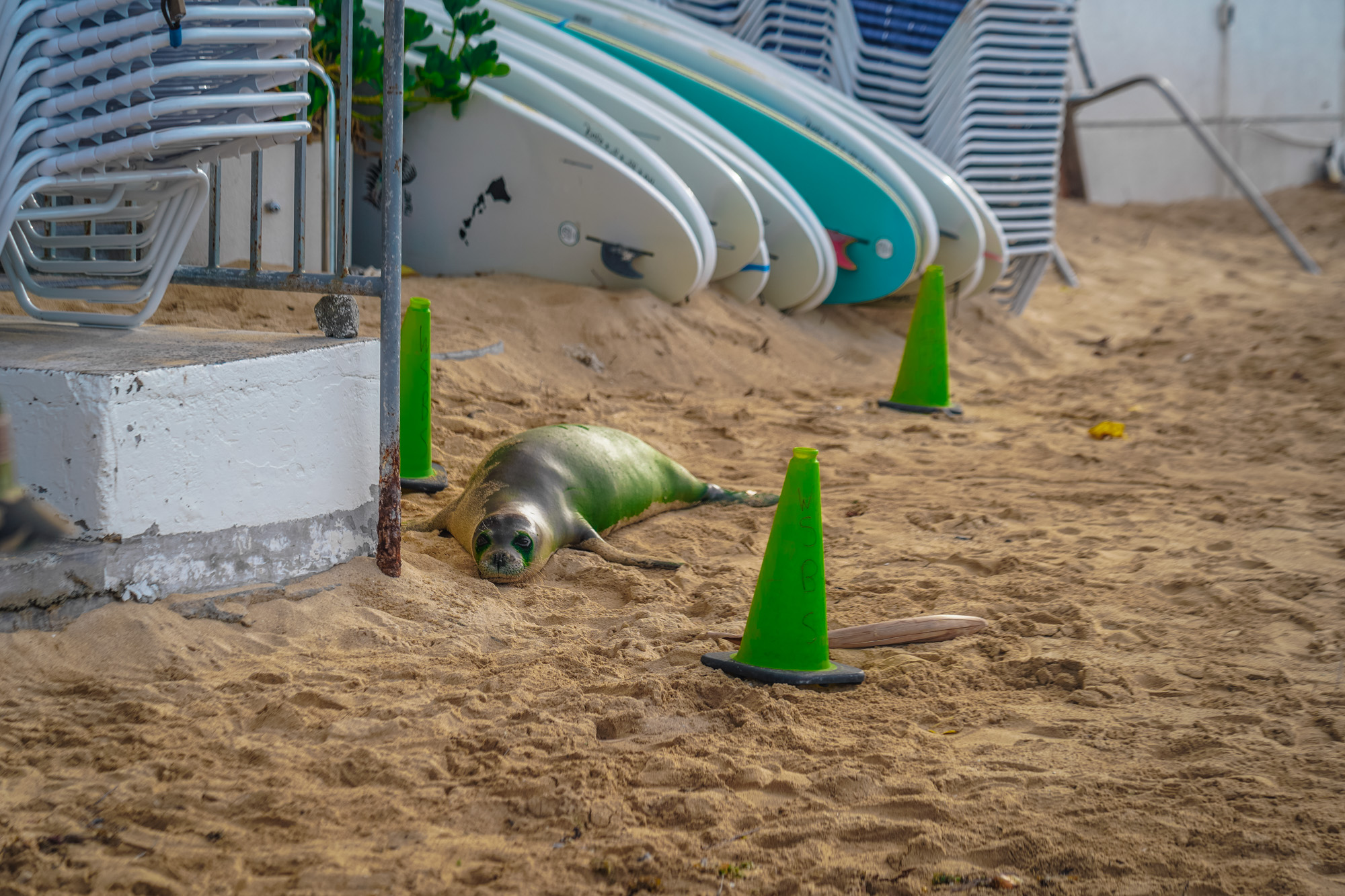 surf lesson photo from the week of 2023-11-19